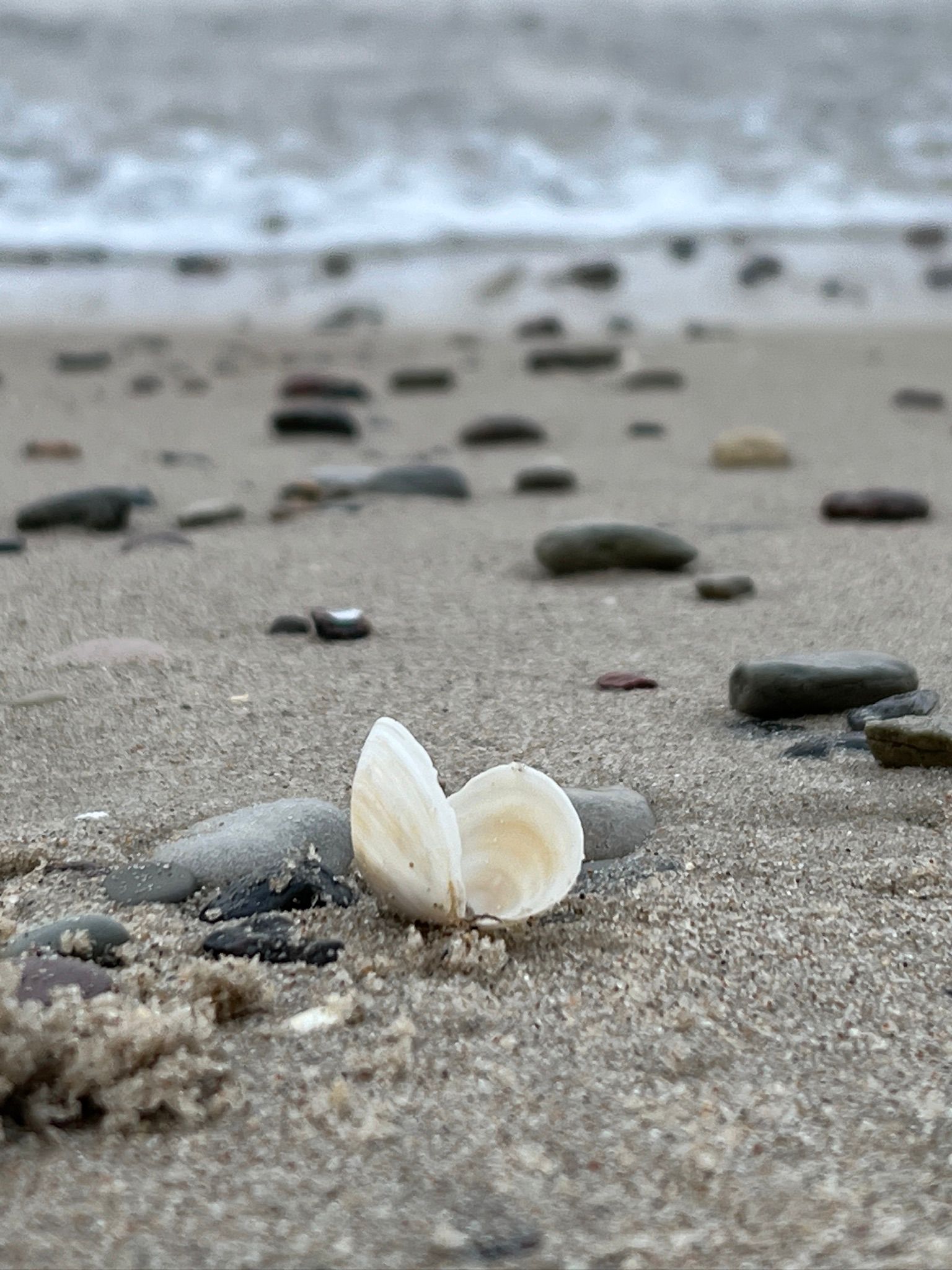 Muschel am Nordstrand