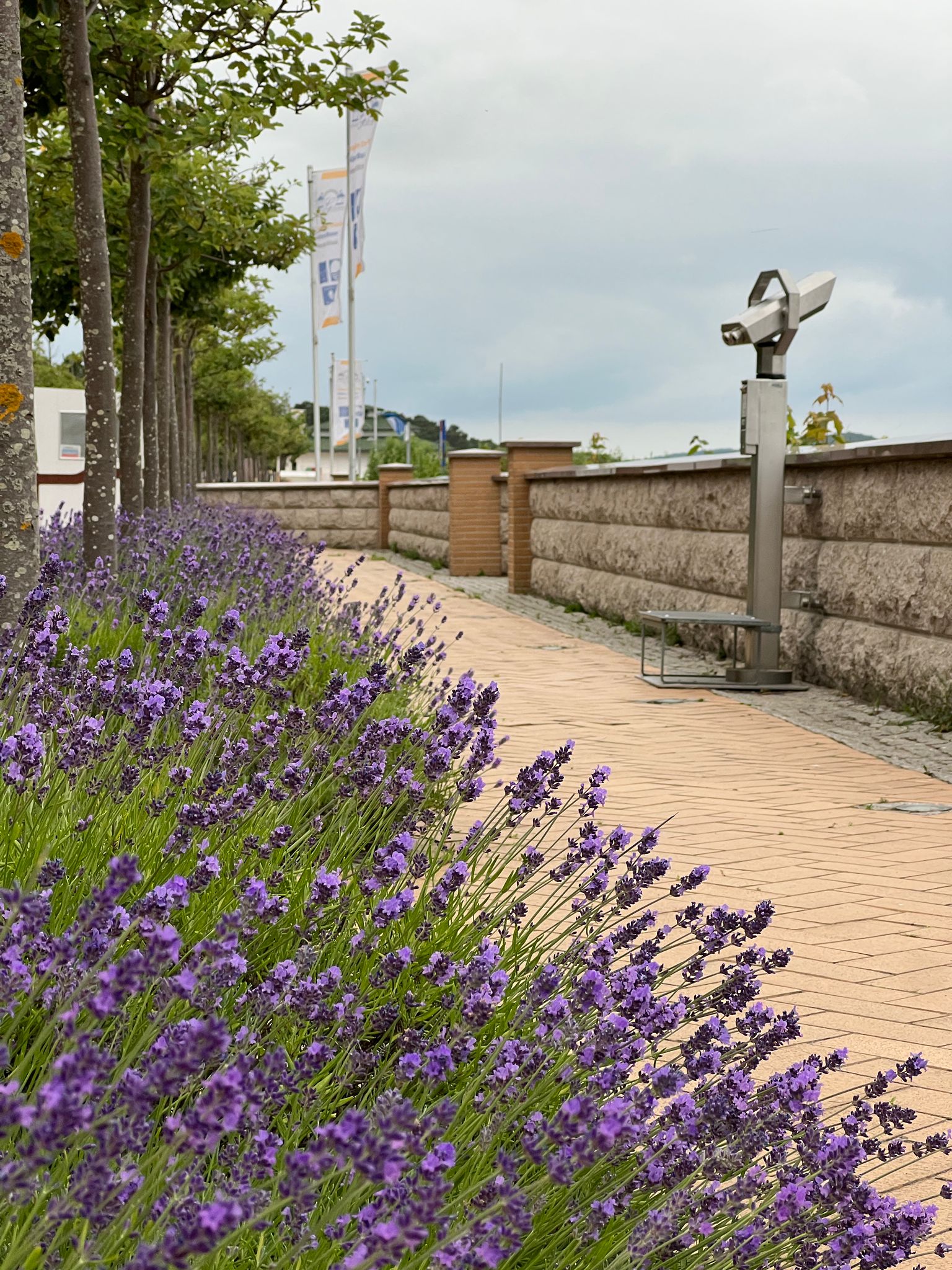 Strandpromenade mit Lavendelblüten und Panoramafernglas
