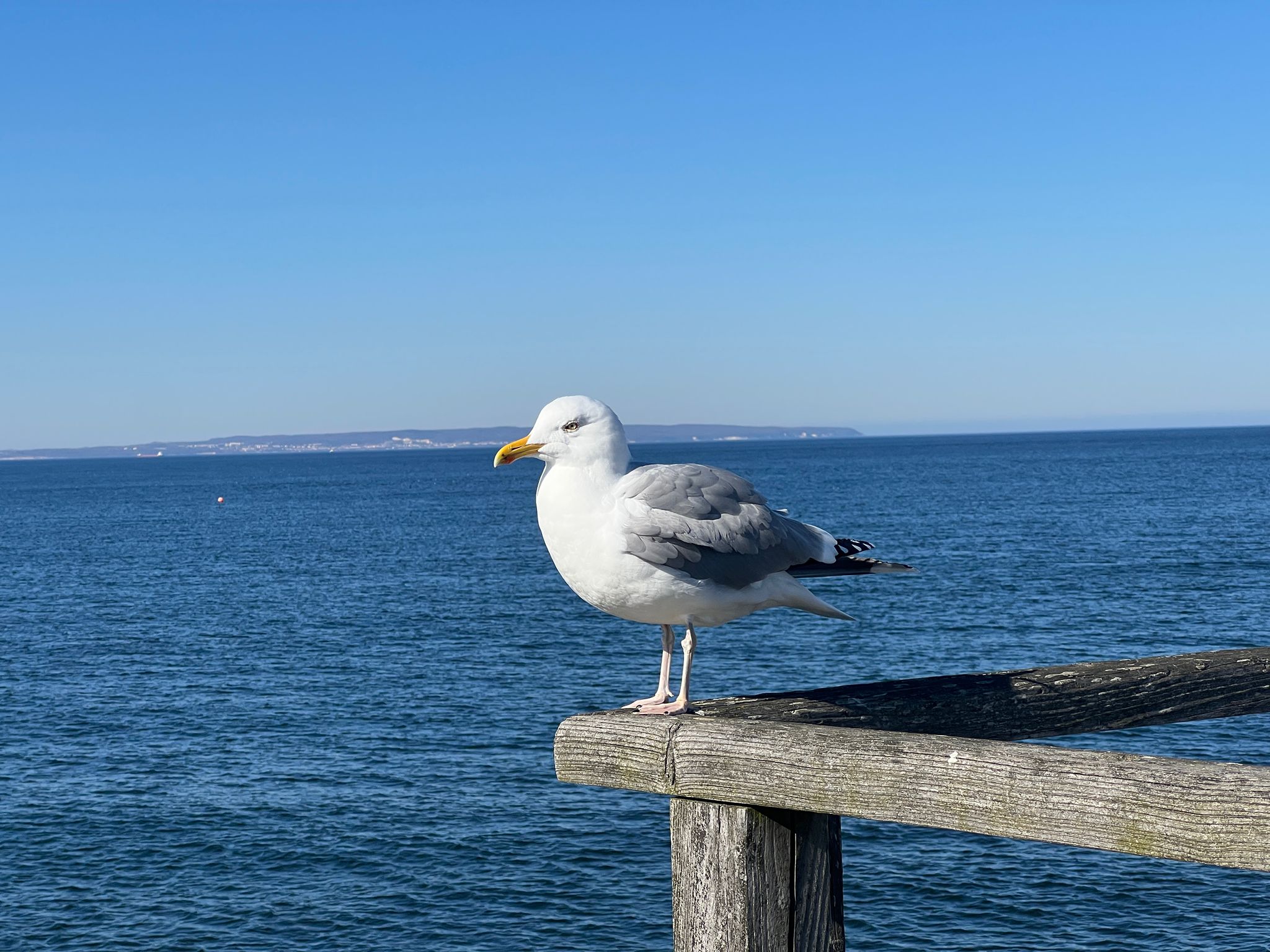 Möwe auf Geländer von der Seebrücke